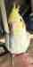 Cockatiel