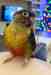 Conure