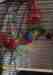Lory / Lorikeet
