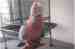 Galah Cockatoo