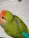 Lovebird