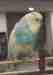 Budgerigar