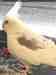 Cockatiel