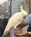 Cockatoo