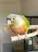 Conure