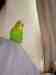 Budgerigar