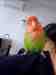 Lovebird