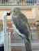 Cockatiel