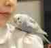 Budgerigar