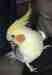 Cockatiel