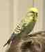 Budgerigar