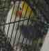 Cockatiel