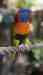 Lory / Lorikeet