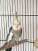 Cockatiel
