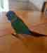 Conure