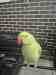 Indian Ringneck Parakeet