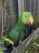 Eclectus