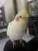 Cockatiel