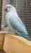 Indian Ringneck Parakeet