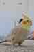 Cockatiel