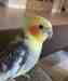 Cockatiel