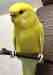 Budgerigar