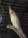 Cockatiel