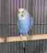 Budgerigar