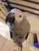 African Grey