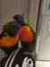 Lory / Lorikeet