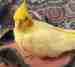 Cockatiel