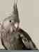 Cockatiel