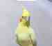 Cockatiel