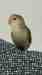 Lovebird