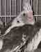 Cockatiel