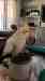 Cockatiel