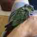 Conure