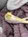 Cockatiel