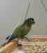 Conure