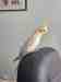 Cockatiel