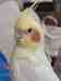 Cockatiel