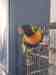 Lory / Lorikeet