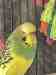 Budgerigar