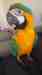 Macaw