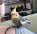 Cockatiel