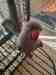 Indian Ringneck Parakeet