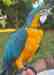 Macaw