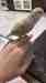 Lovebird