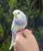 Budgerigar