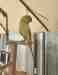 Indian Ringneck Parakeet